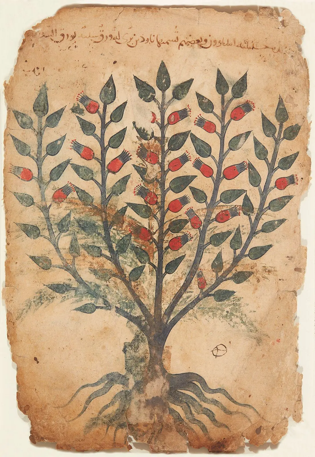 Folio from the Manuscript of Khawass al-Ashjar (The Characteristics of Trees) by Author: Dioscorides, Greek, ca. 40 - ca. 90