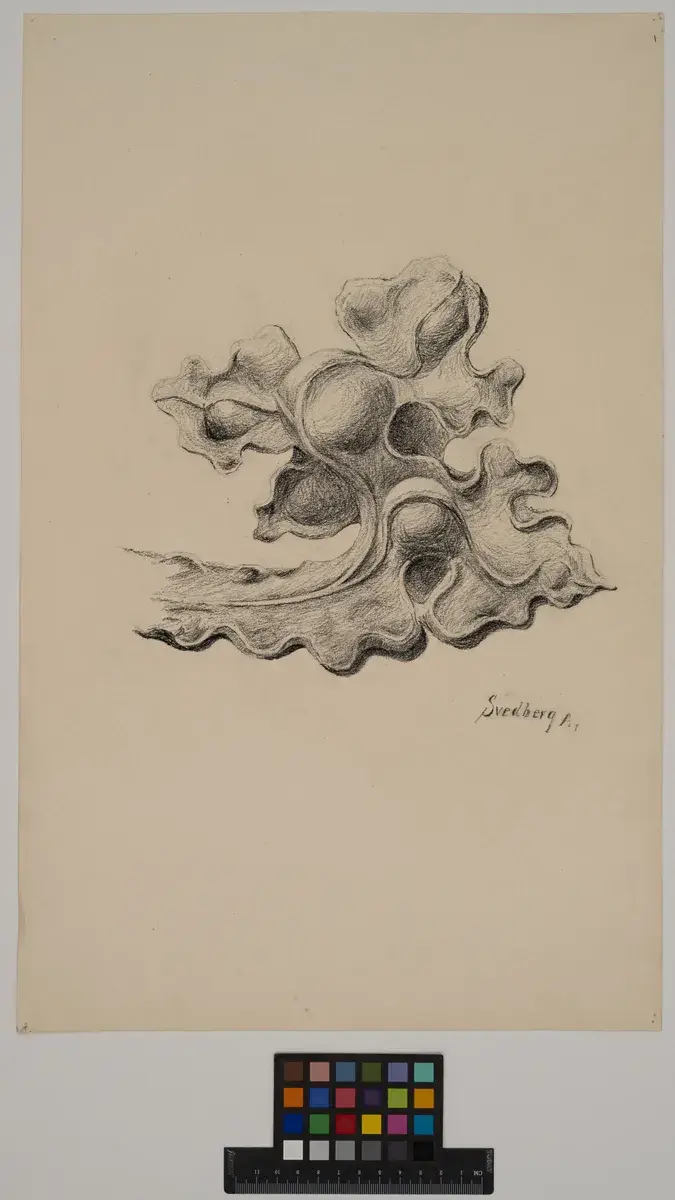 Drawing of ornament. Student project. by Svedberg, Hillevi