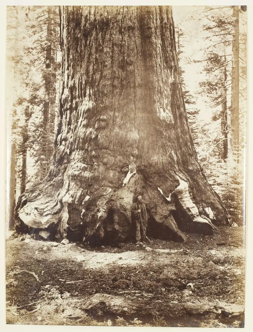 Section of the Grizzly Giant with Galen Clark, Mariposa Grove, Yosemite by Carleton E. Watkins