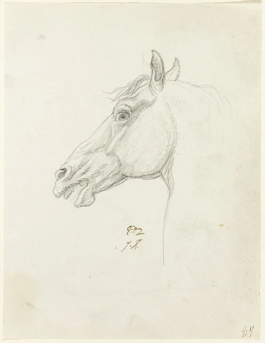 Horse's Head by Jacques-Louis David