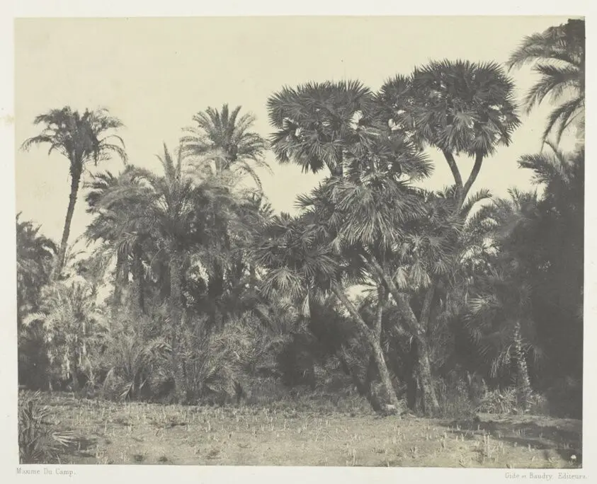 Bois de Dattiers et de Palmiers Doums, Haute-Egypte, plate 23 from the album "Egypte, Nubie, Palestine et Syrie" (1852) by Maxime Du Camp