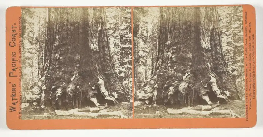 Section of the Grizzly Giant (tree), 33 ft. Diam., Mariposa Grove, Yosemite, from the series "Watkins' Pacific Coast" by Carleton E. Watkins