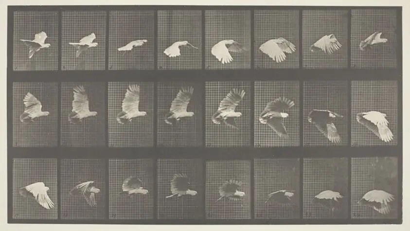 Animal Locomotion, Plate 758 by Eadweard Muybridge