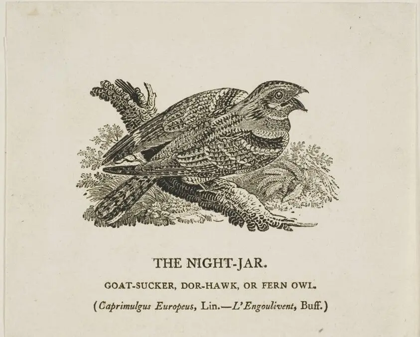 The Night-Jar by Thomas Bewick