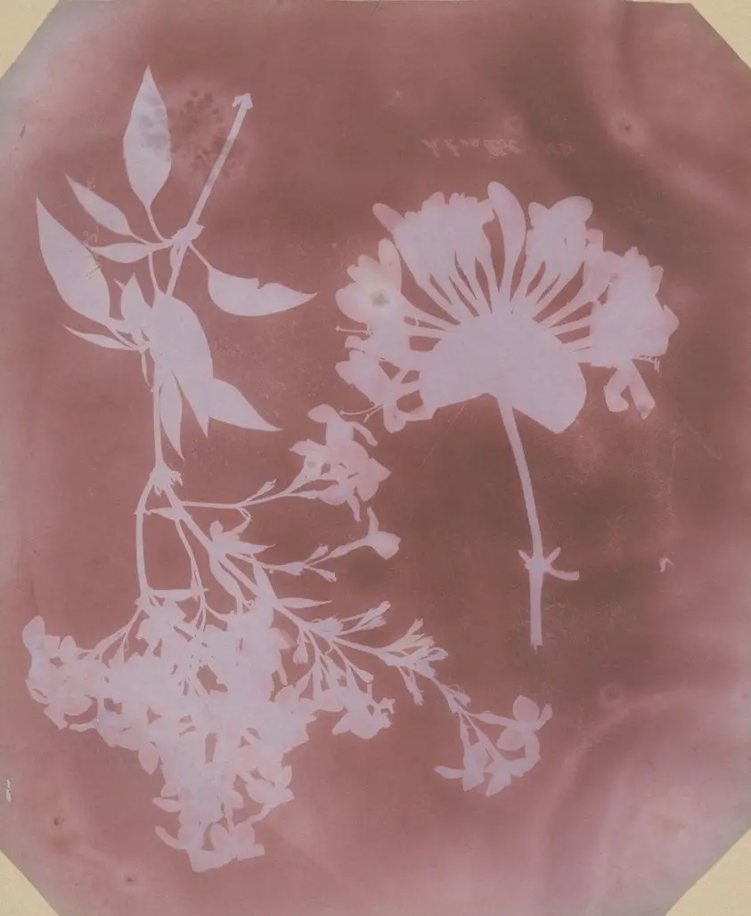 Two Plant Specimens by William Henry Fox Talbot