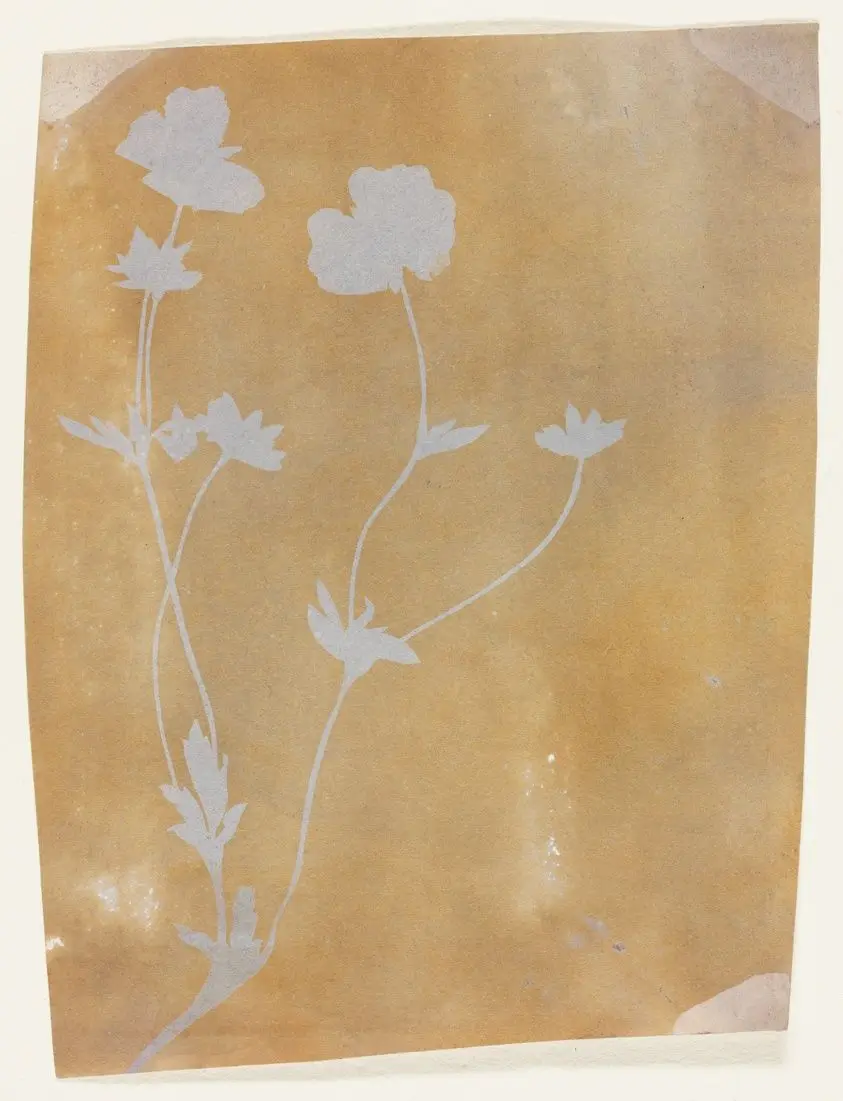 Stem of Leaves and Flowers by William Henry Fox Talbot