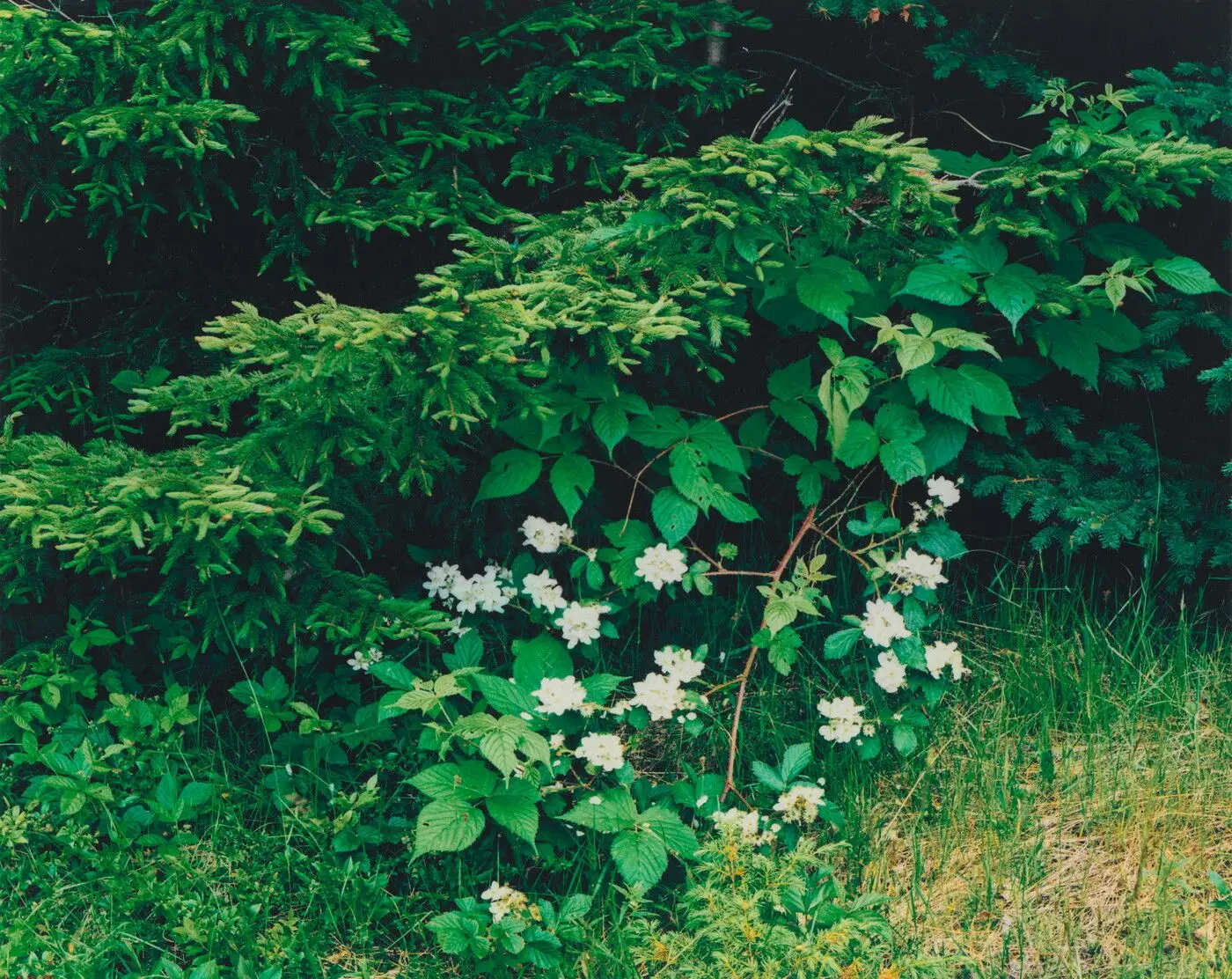 Blackberry Flowers and Spruce, Great Spruce Head Island, Maine, June 25, 1981 by Eliot Porter