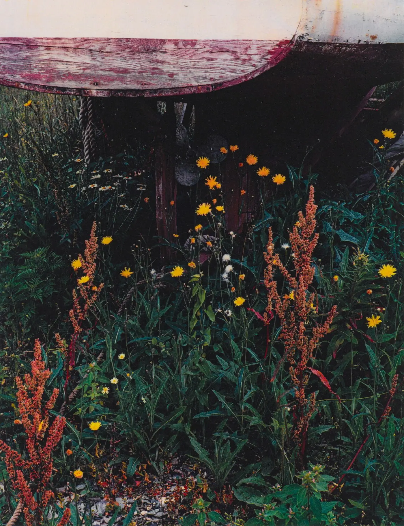 Stern of Boat and Flowers, Great Spruce Head Island, Maine, August 8, 1954 by Eliot Porter