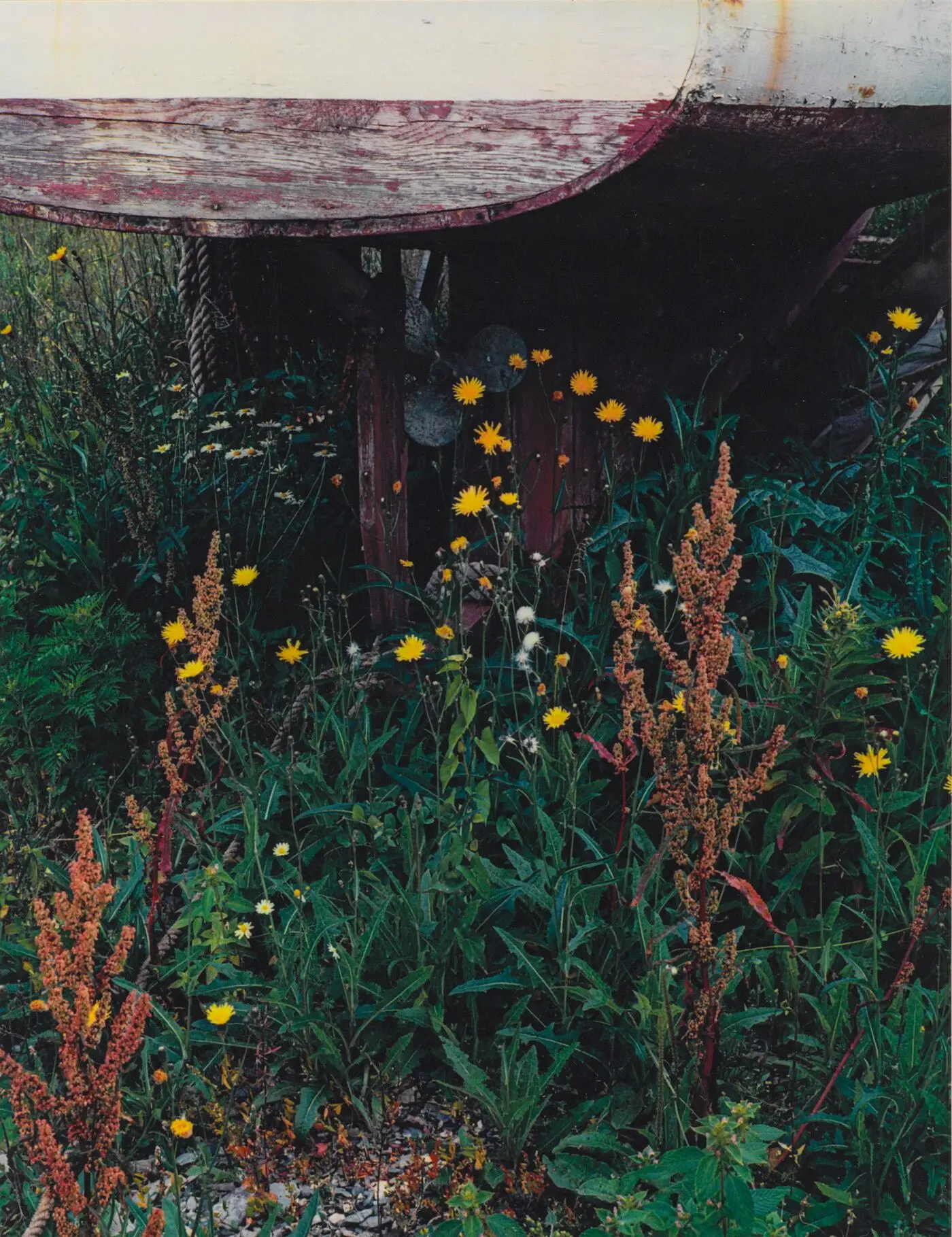 Stern of Boat and Flowers, Great Spruce Head Island, Maine, August 8, 1954 by Eliot Porter