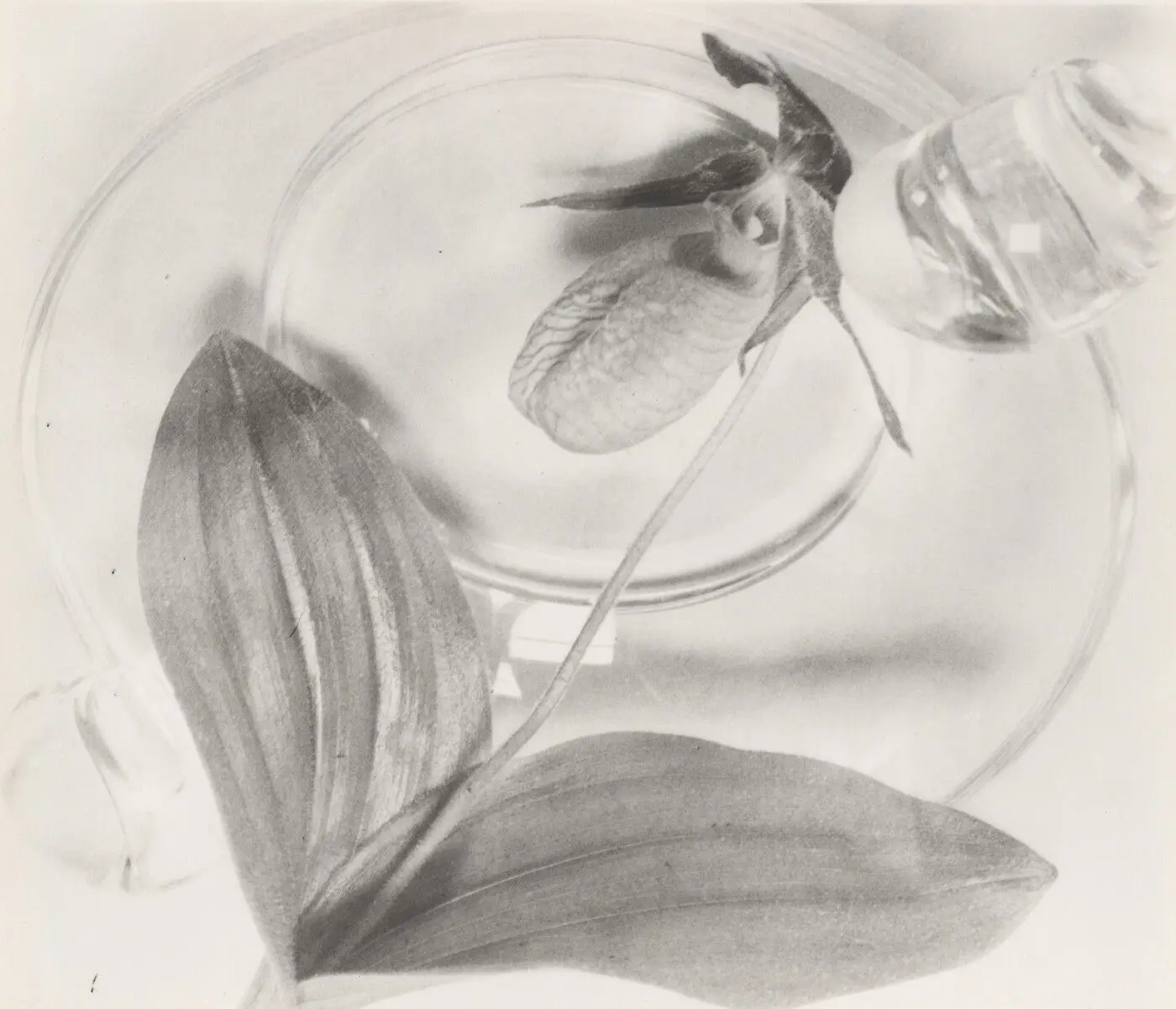 Still Life by Nell Dorr