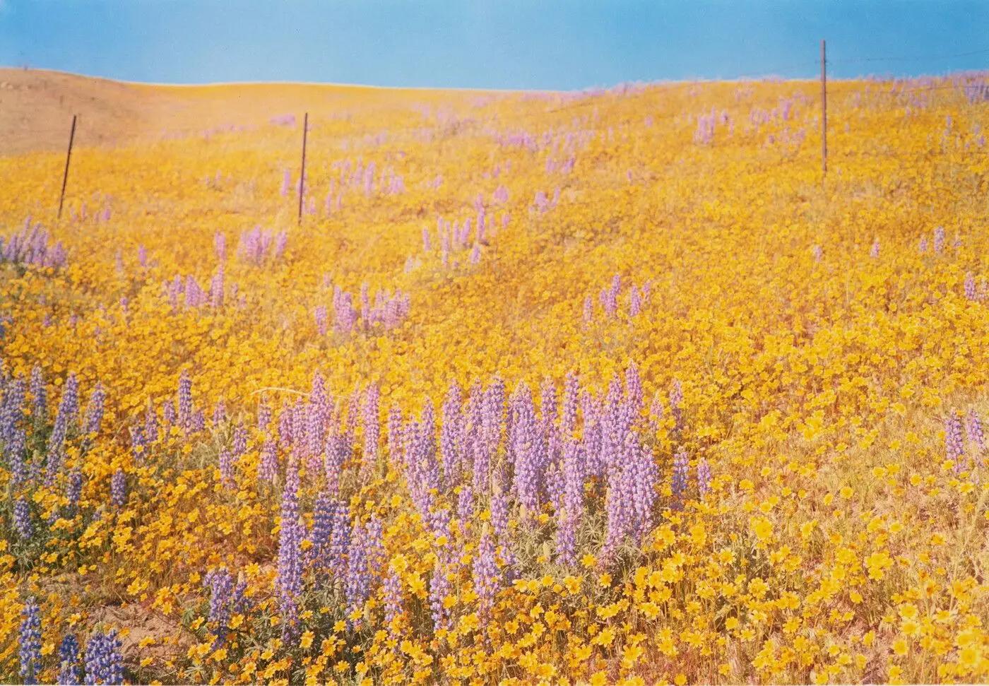 Untitled: Yellow Flowers by William Eggleston