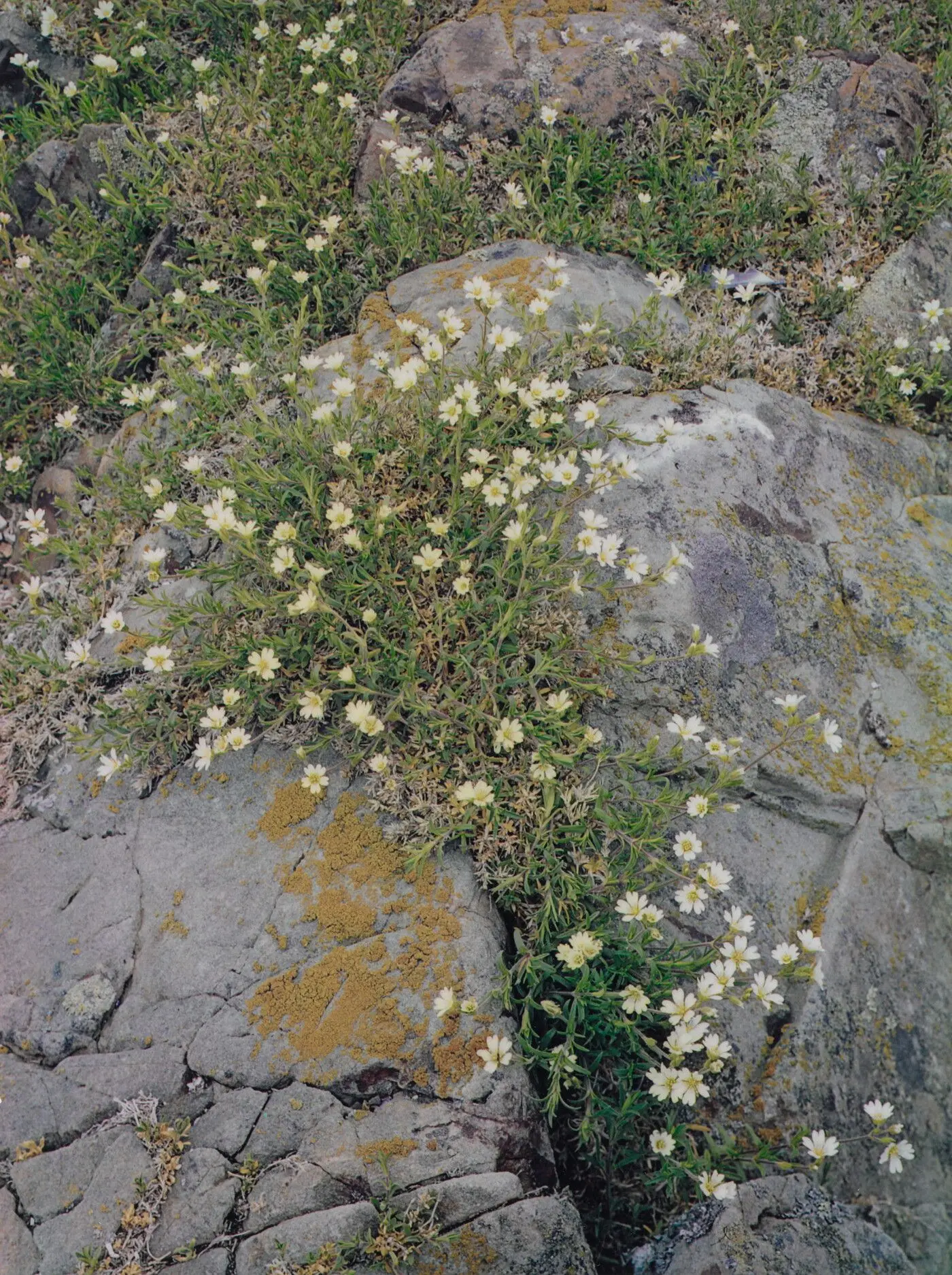 White Flowers on Rock, Barred Islands, Chain Links, Maine, June 1, 1964 by Eliot Porter