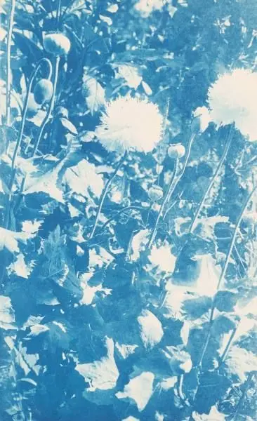 Flowers and Pods by Arthur Wesley Dow