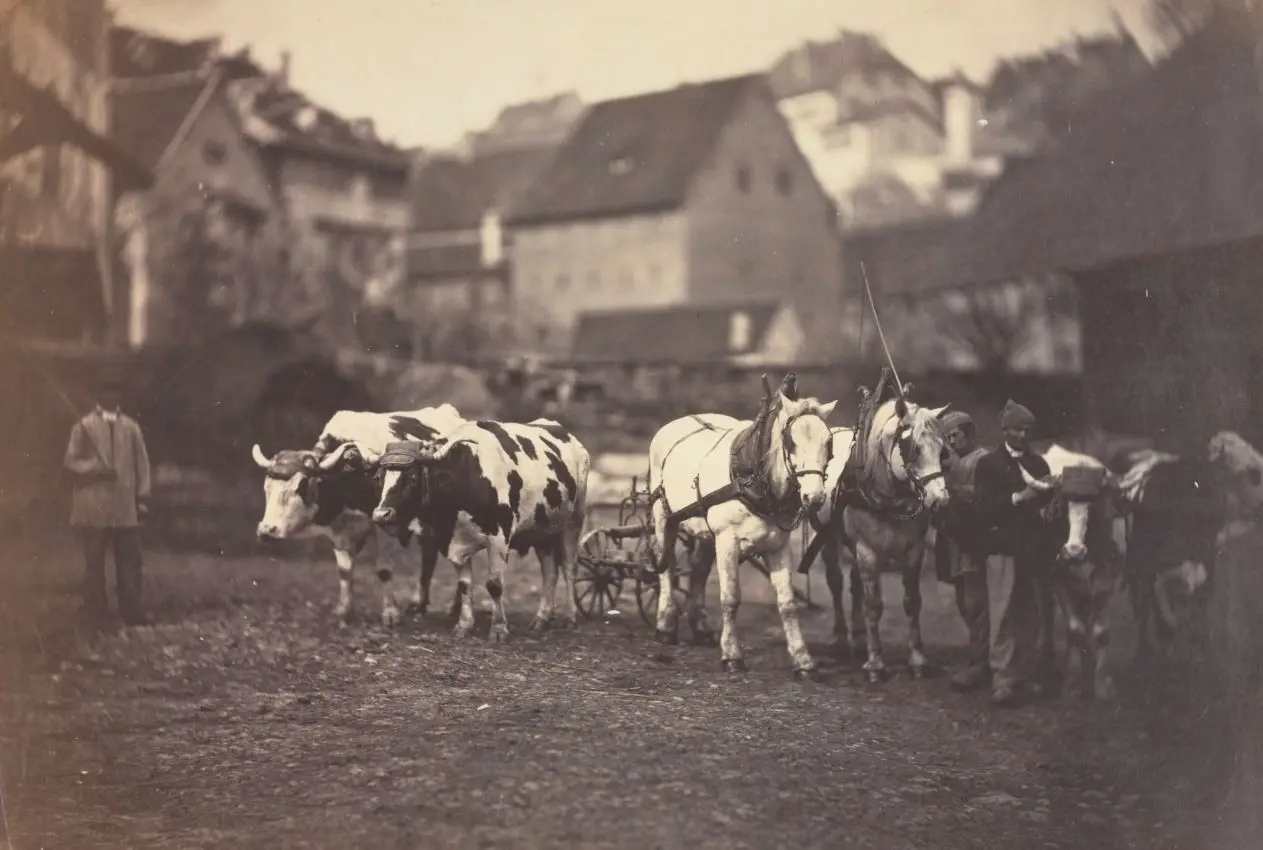 Untitled (Farm Animals) by Adolphe Braun