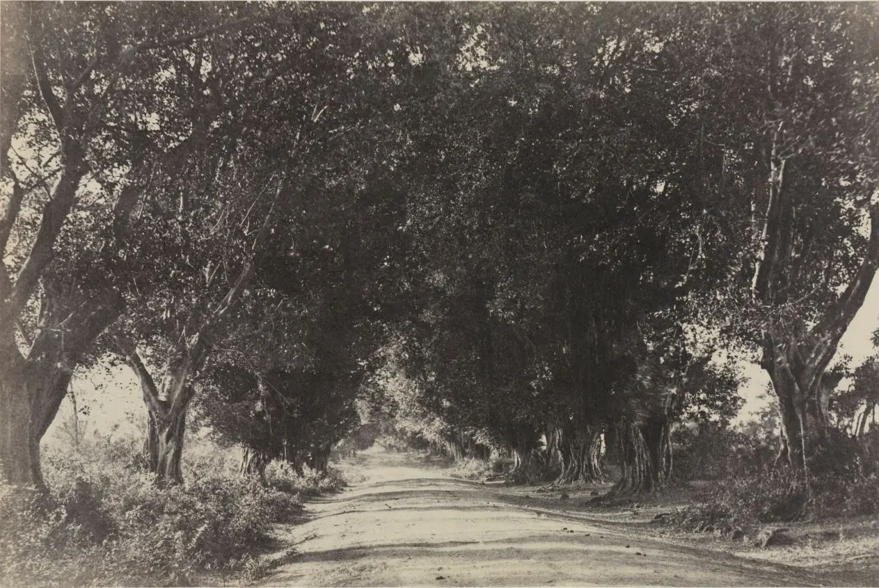 Avenue of the Banian Trees, Seringham, India by Captain Linnaeus Tripe