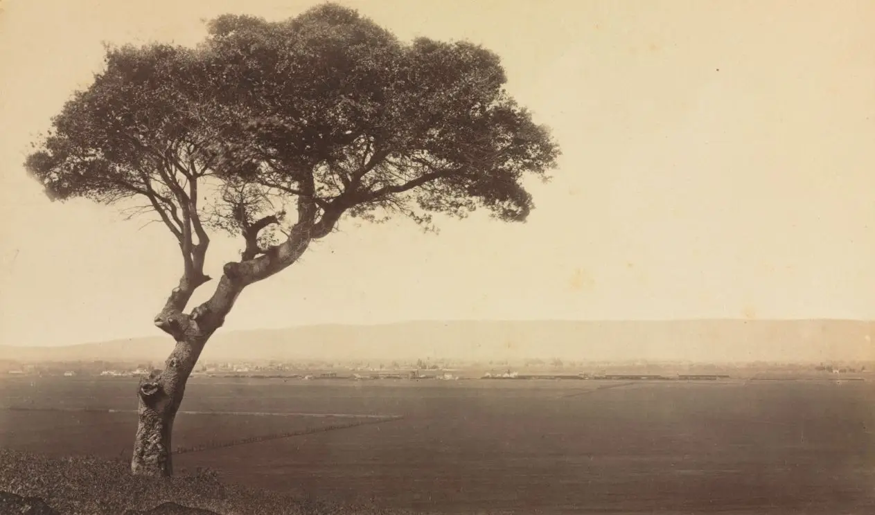 Untitled (Landscape near Watsonville, California) by Eadweard J. Muybridge