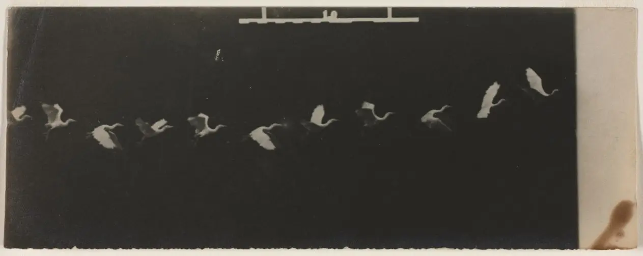 Chronophotograph of a Flying Heron by Étienne-Jules Marey
