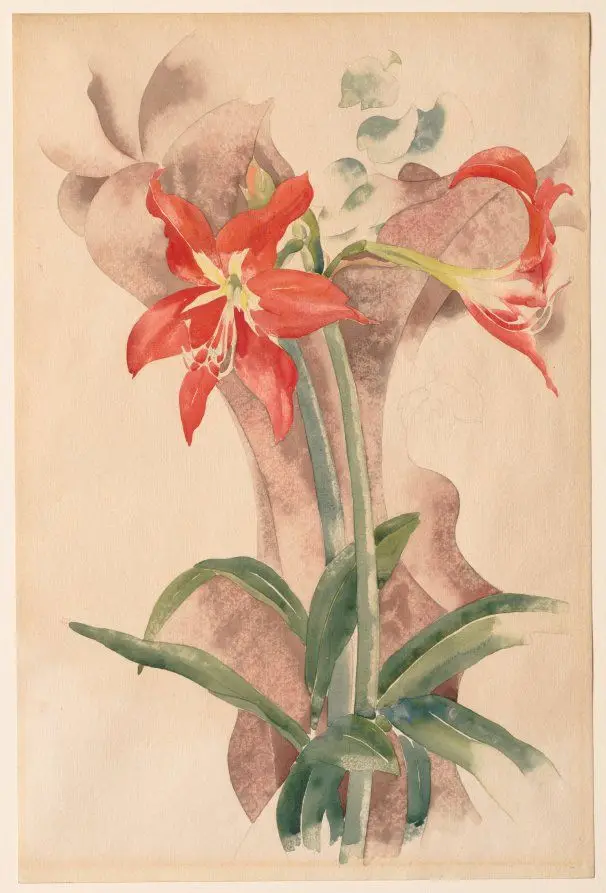 Amaryllis by Charles Demuth