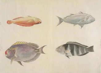 Fishes of Ryukyu by Unknown artist