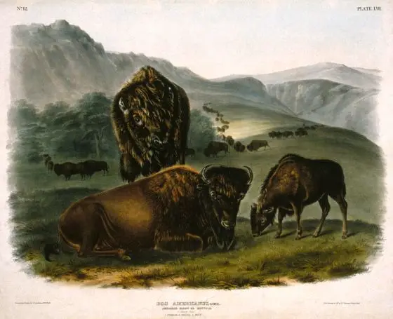 American Buffalo by John James Audubon