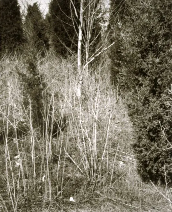 Photograph by Jan Groover by Jan Groover