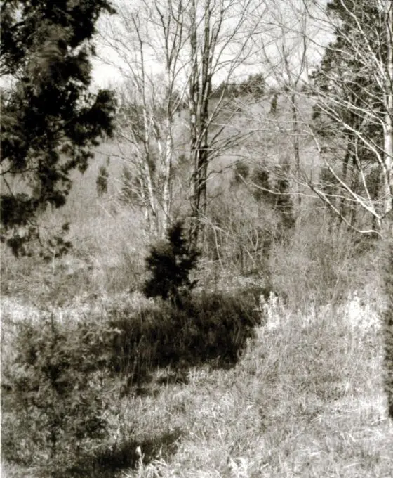 Photograph by Jan Groover by Jan Groover