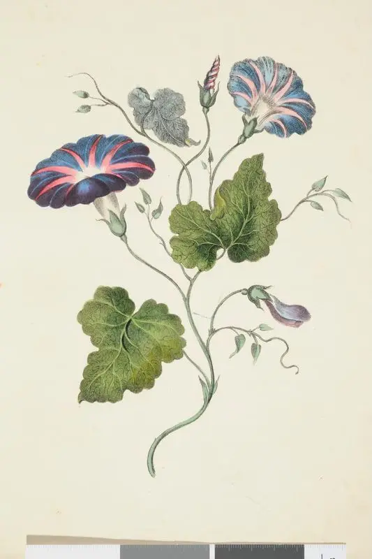 The art of drawing and colouring from nature; flowers, fruit, and shells : to which is added, correct directions for preparing the most brilliant colours for painting on velvet, with the mode of using them : also the new method of oriental tinting / by Nathaniel Whittock ... ; with plain and coloured drawings by Whittock, N. (Nathaniel), 1791-1860