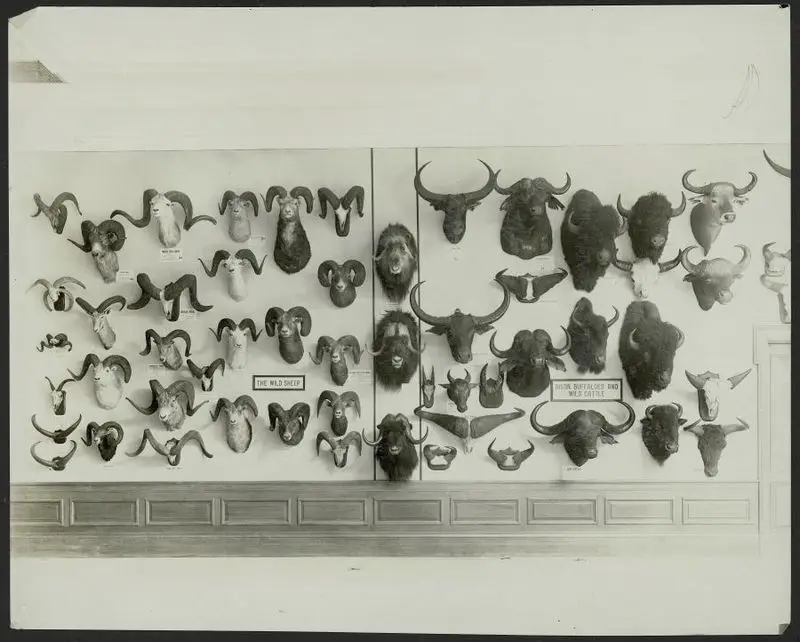 Stuffed and mounted wild sheep, bison, buffalo, and wild cattle heads, possibly in a natural history museum by Unknown artist
