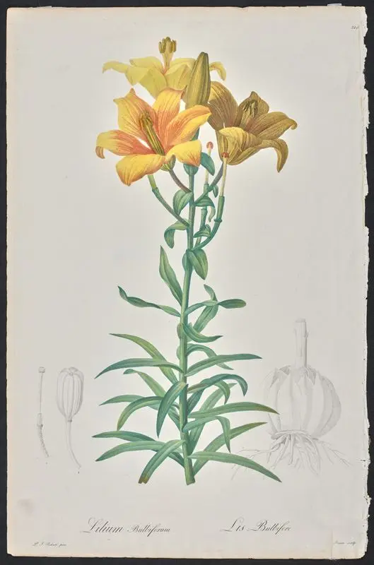 Lilium Bulbiferum // [Lis Bulbifere]. by Bessin