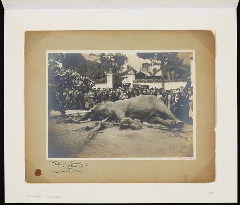 "Fritz". Bad elephant. : Killed at Tours France 1902. Barnum & Bailey shows / G Dagoreau - Tours. by Dagoreau, Gaston