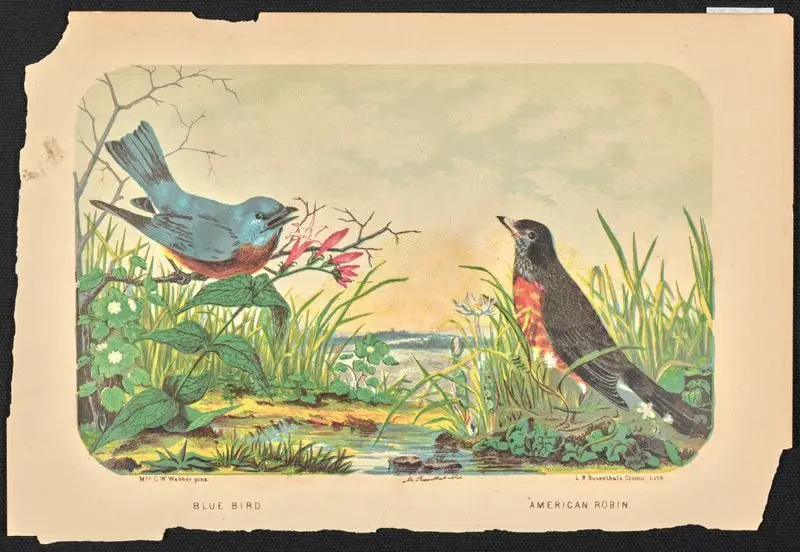 Blue Bird, American Robin. by Webber, Charles Wilkins, Mrs