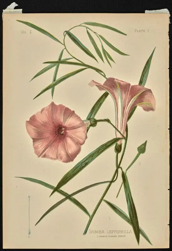 Ipomoea Leptophylla. by Prang