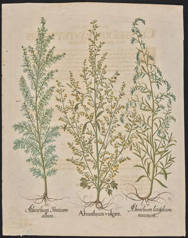 Absinthium Ponticum album. Absinthium vulgare. Absinthium latifolium marinum. by Besler