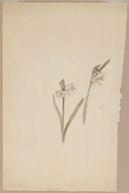 Sketch of Narcissus. by Alexander