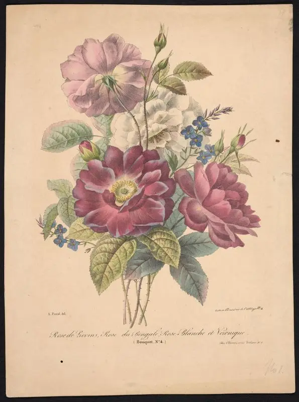 Rose de Provins, Rose du Bengale, Rose Blanche et Veronique (Bouquet No. 4.) // [Provins rose, China rose, White rose, and Veronica (Bouquet No. 4.)]. by Benard
