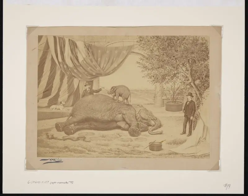 First baby elephant born in captivity : Mother "Hebe" and baby named Young America, born at Philadelphia, Pa. March 10th 1880 . . . property of Cooper & Bailey . . . by Unknown artist
