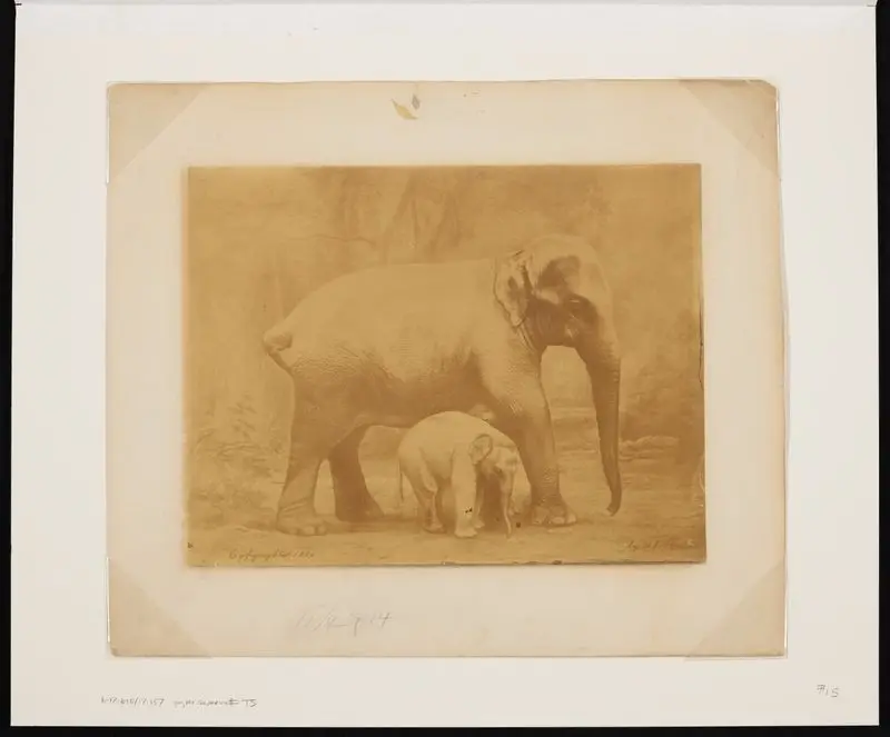 [Hebe the elephant and "Young America" her baby] / by H. J. Shill, Jr. by Unknown artist