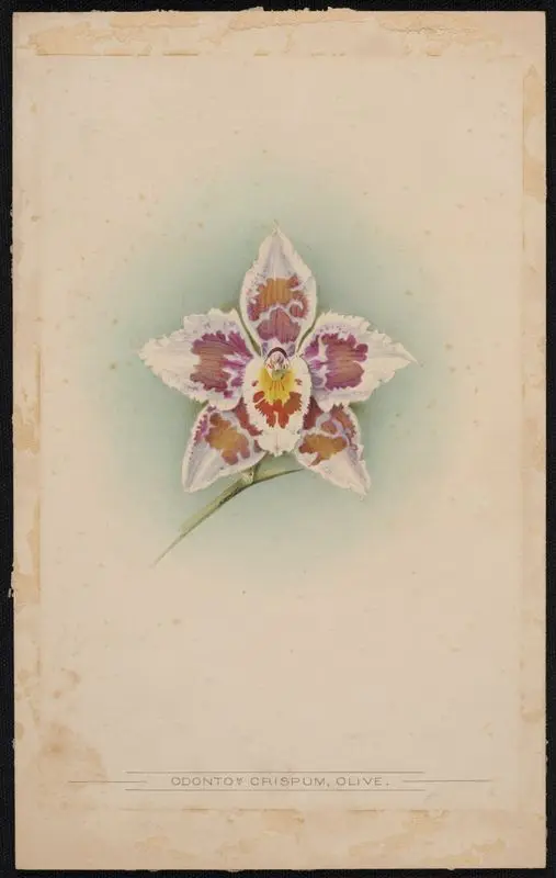 Odontom Crispum, Olive [Plant No. 3818]. by MacFarlane, J. L., 1836-approximately 1913