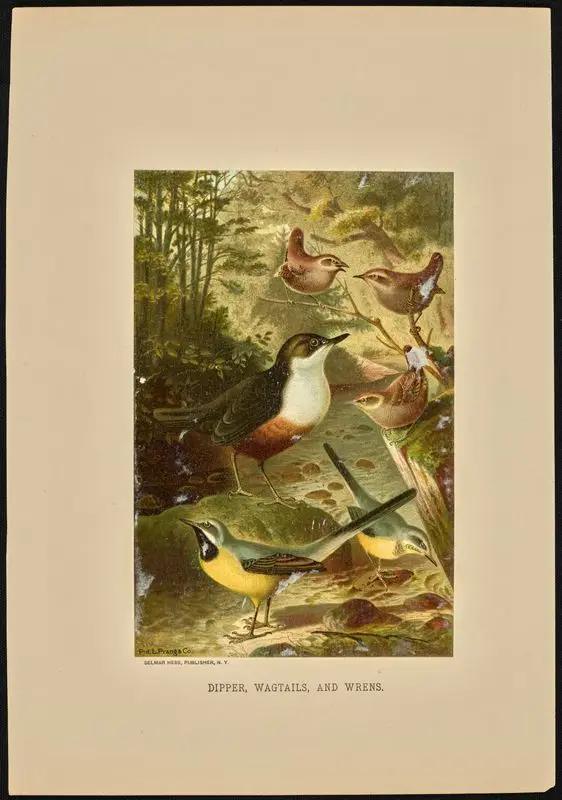 Dipper, Wagtails, and Wrens. by Prang