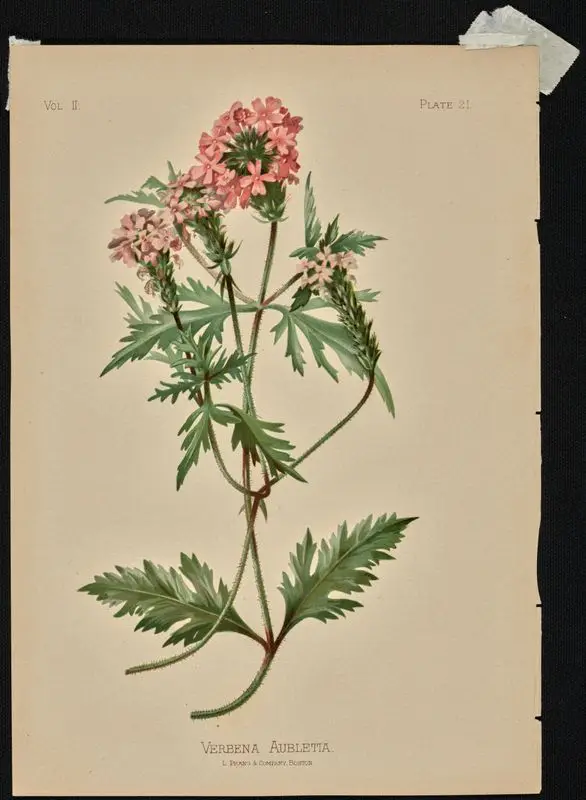 Verbena Aubletia. by Prang