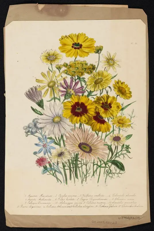 Flowers by Unknown artist