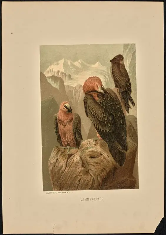 Lammergeyer. by Prang