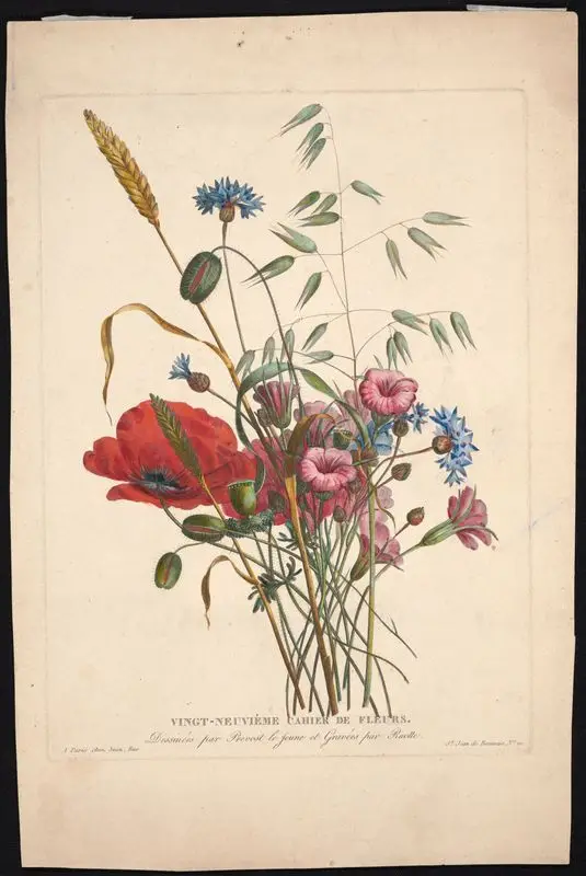 Vingt-neuvieme cahier de fleurs // [Twenty-ninth book of flowers]. by Ruotte, Louis Charles, 1754-1806