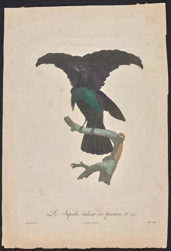 Le Superbe etalant ses parures. No. 15. // [The bird of paradise spreading out his finery.]. by Peree, Jacques Louis,