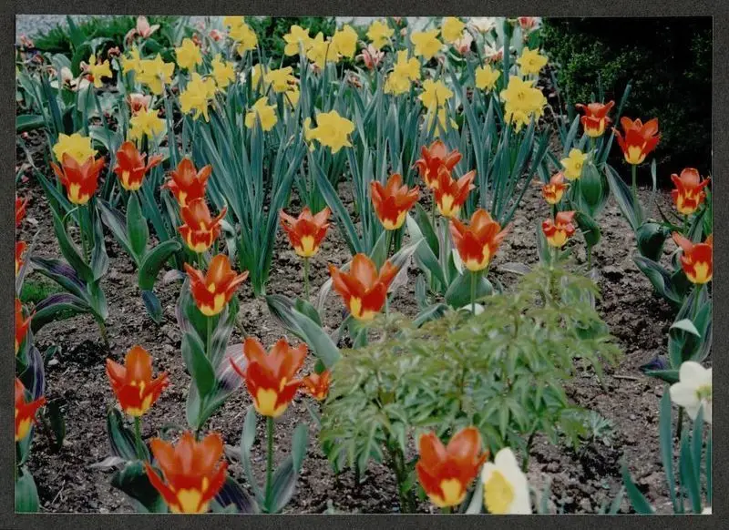 Prospect House: Flowers by Unknown artist