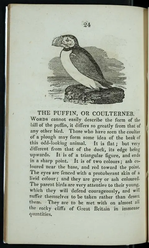 A natural history of water birds : thirty-four engravings on wood. by Bewick