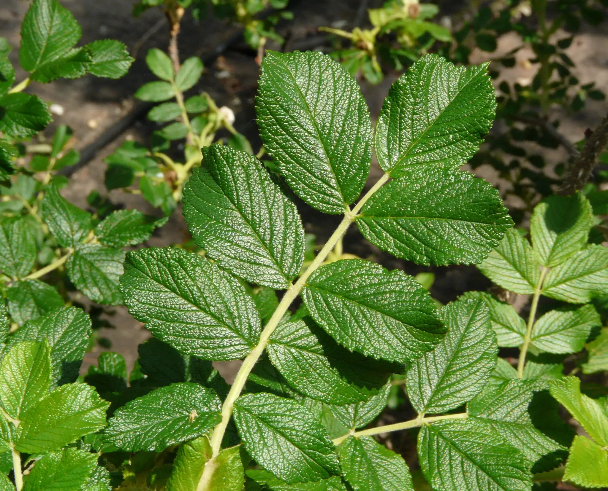 Rosa 'Blanc Double de Coubert' by Unknown artist