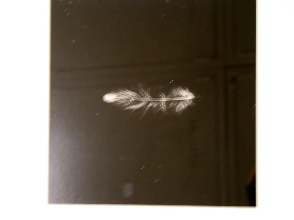 Up, Down, Charm, Strange (Truth and Beauty) by PARKER Cornelia