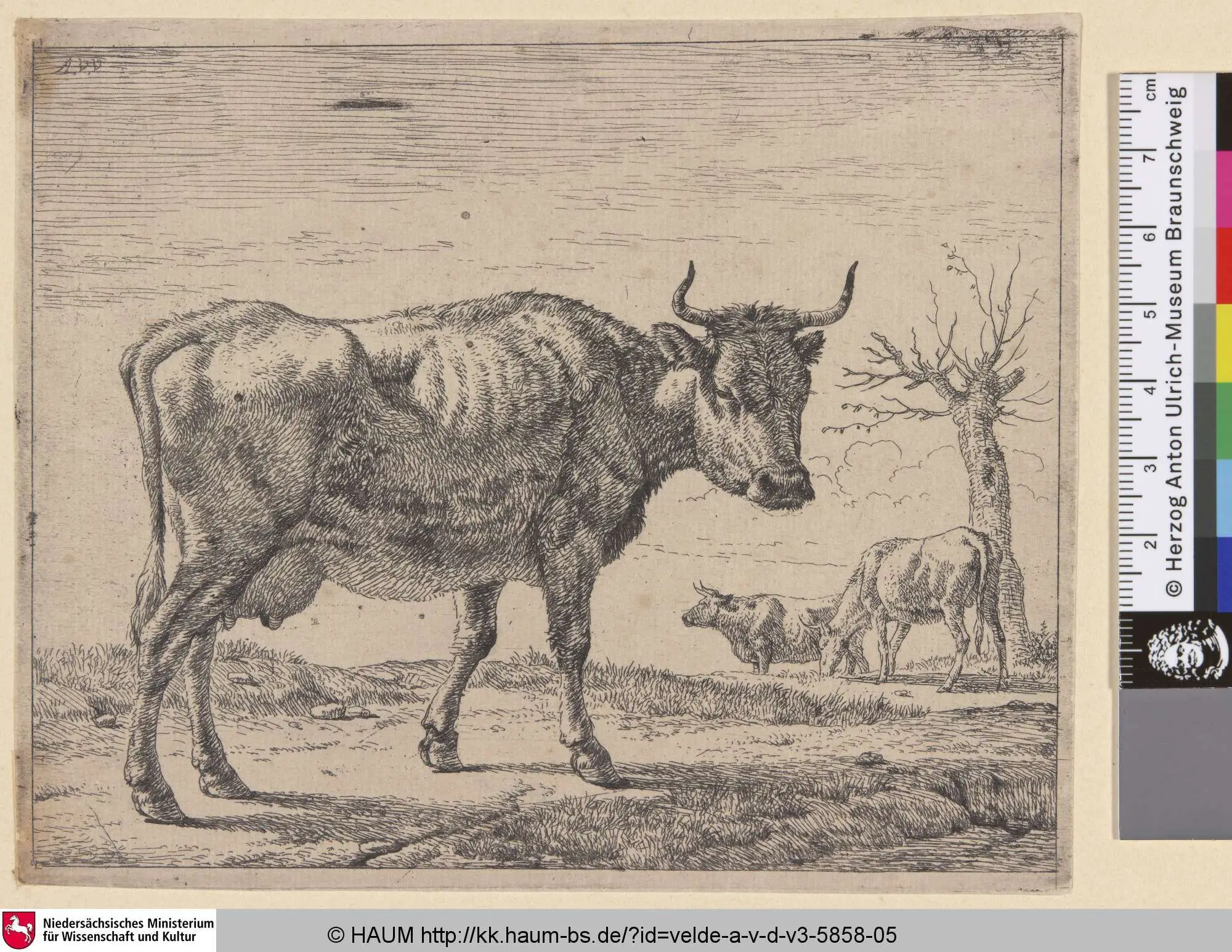 [Drei Kühe; Three Cows] by Adriaen van de Velde