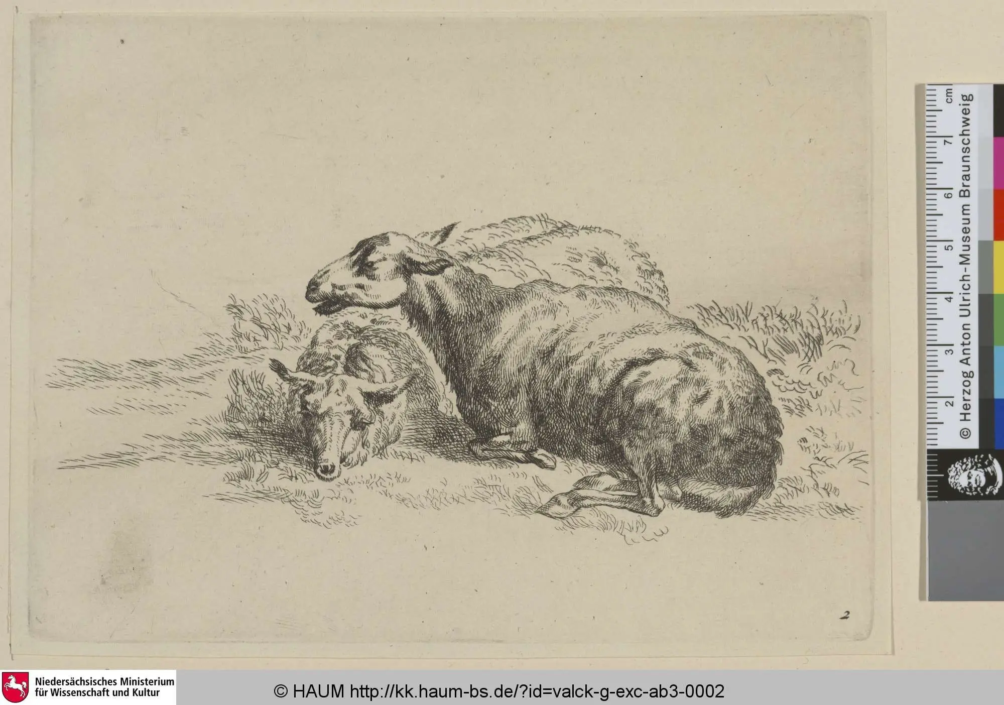 [Schafe; Sheep] by Valck, Gerard